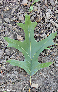 leaf underside