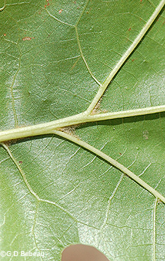 leaf hair
