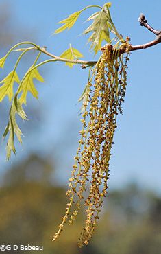 Male catkin