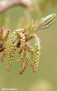 forming catkins
