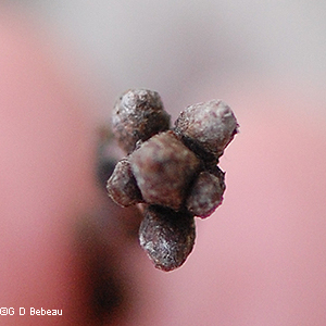 Terminal Bud
