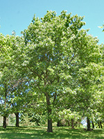 black oak