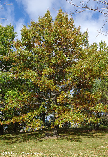 Black Oak Tree