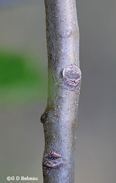 older branch