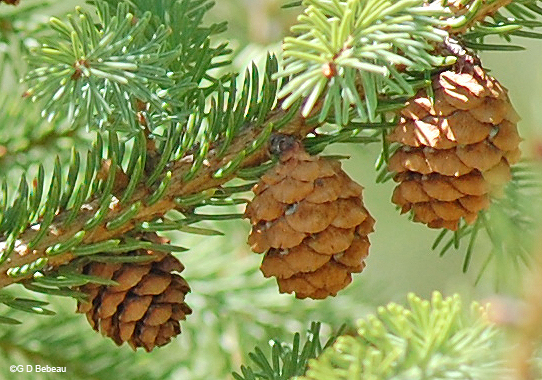 mature cones