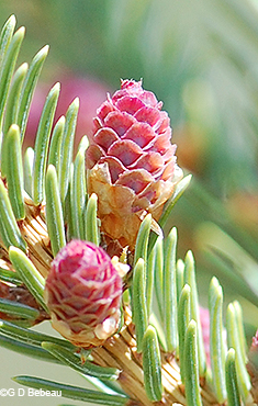 female cone