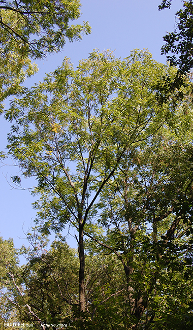 Eloise Butler Tree