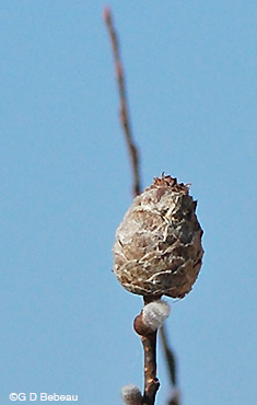 Willow Pine Gall