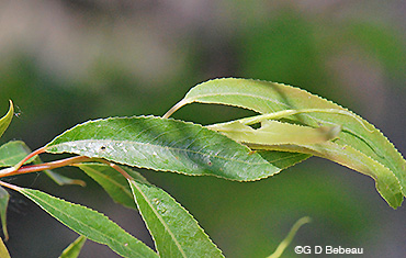 Black Willow Leaf