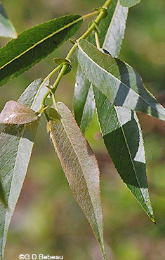 Black Willow leaf stipules