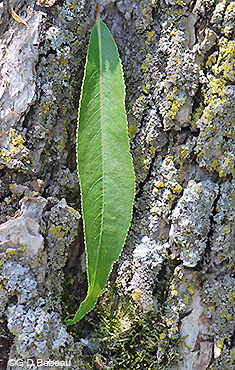 Black Willow leaf