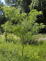 Black Locust