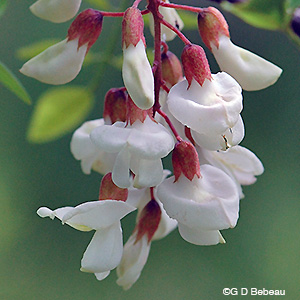 Black Locust flowers