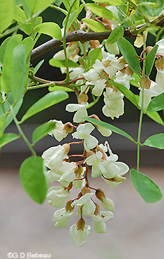 Black locust flowers