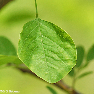 Black Locust Terminal leaf