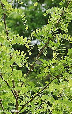 Black locust leaves