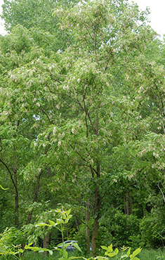 Black locust mature tree
