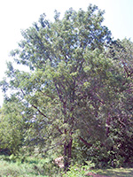 Black Walnut