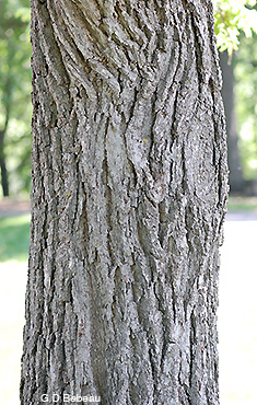 Black Walnut bark