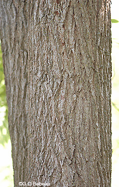 Black Walnut bark