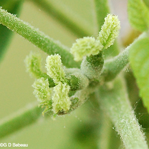 Black Walnut female flowers