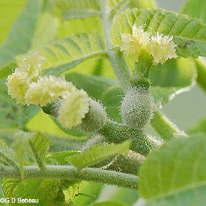 Black Walnut female flowers