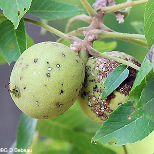 Black Walnut fruits