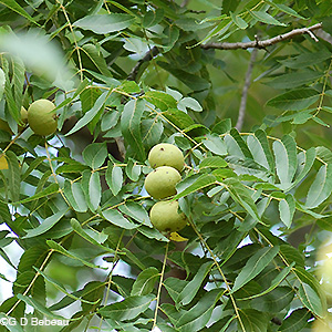 Black Walnut Nut cluster