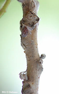 Black walnut leaf sca