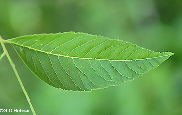 Black walnut leaf underside