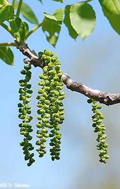Black Walnut male catkins