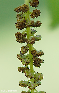 Black Walnut male flowers