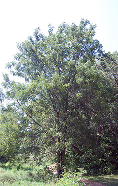 Black Walnut tree
