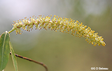 Black Willow Male Catkin