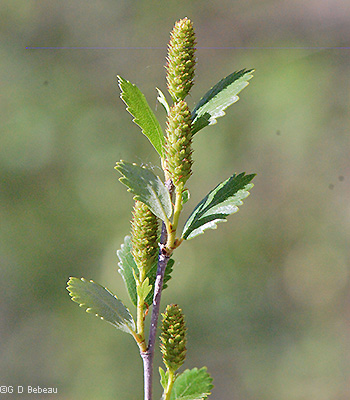 Female cones