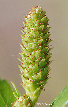female cone