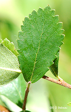 Leaf upper side