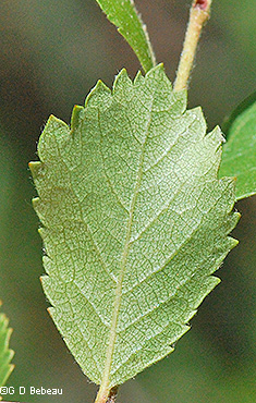 Leaf underside