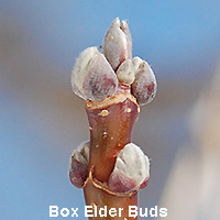 Box Elder bud