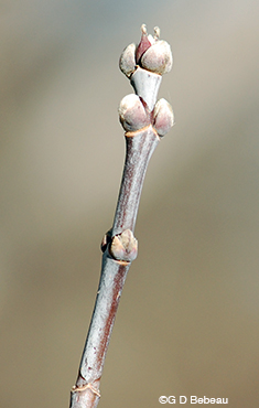 Box Elder Twig