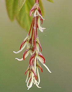 Box elder female keys developing