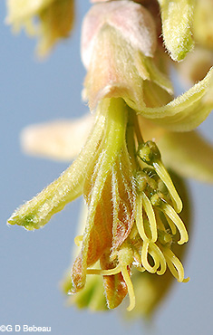 Female flower cluster