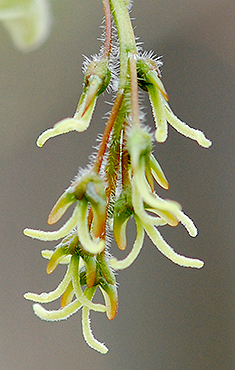 Female flowers