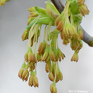 Box Elder Flowers