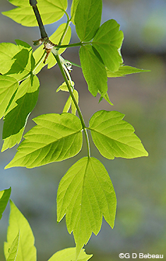 Box Elder leaf