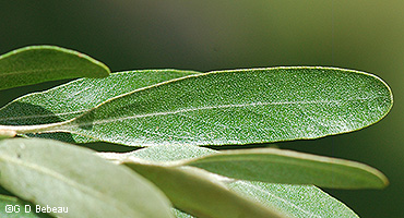 leaf