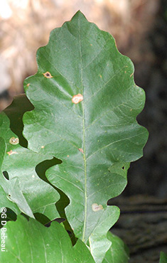 Bur oak leaf1
