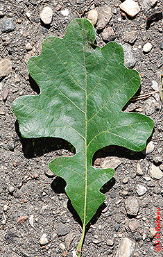 Bur Oak leaf2