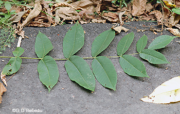 Butternut leaf