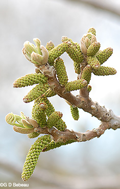 Male catkins forming
